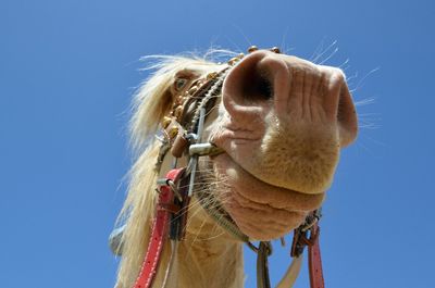 Low angle view of horse against clear blue sky