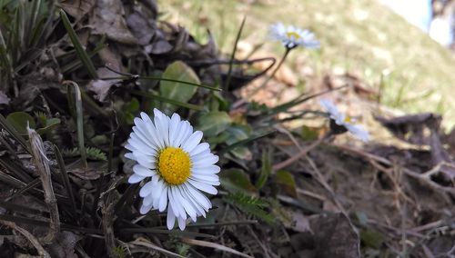 Close-up of flower blooming in field