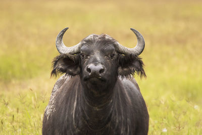 Portrait of a horse on field