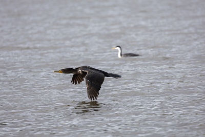 Duck swimming in lake