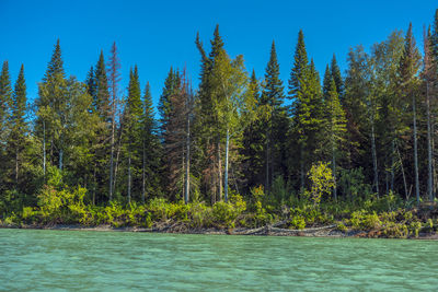 Scenic view of forest against sky