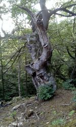 Tree trunk in forest