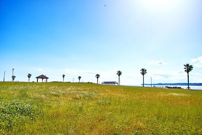 Scenic view of field against clear sky