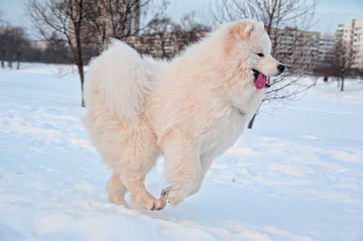 White dog on snow covered landscape