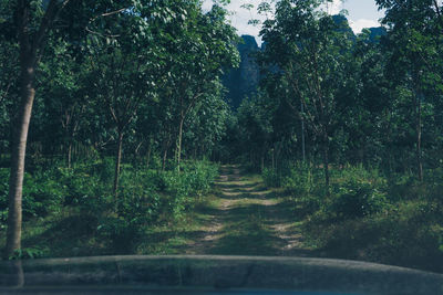 Road amidst trees in forest