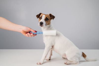 Dog against white background