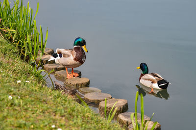 Ducks swimming in lake