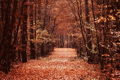 Footpath amidst trees in forest during autumn