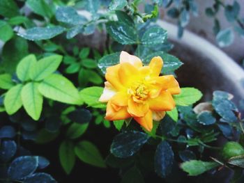 Close-up of yellow flower blooming outdoors