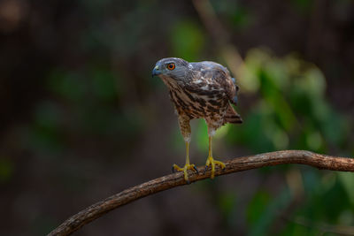 Close-up of eagle perching on branch