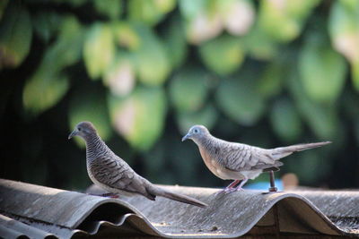 Birds perching on railing