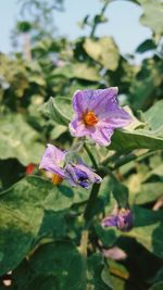 Close-up of purple flower