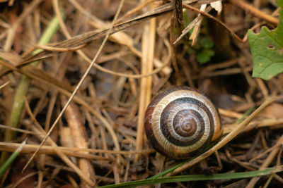 Close-up of snail on field.