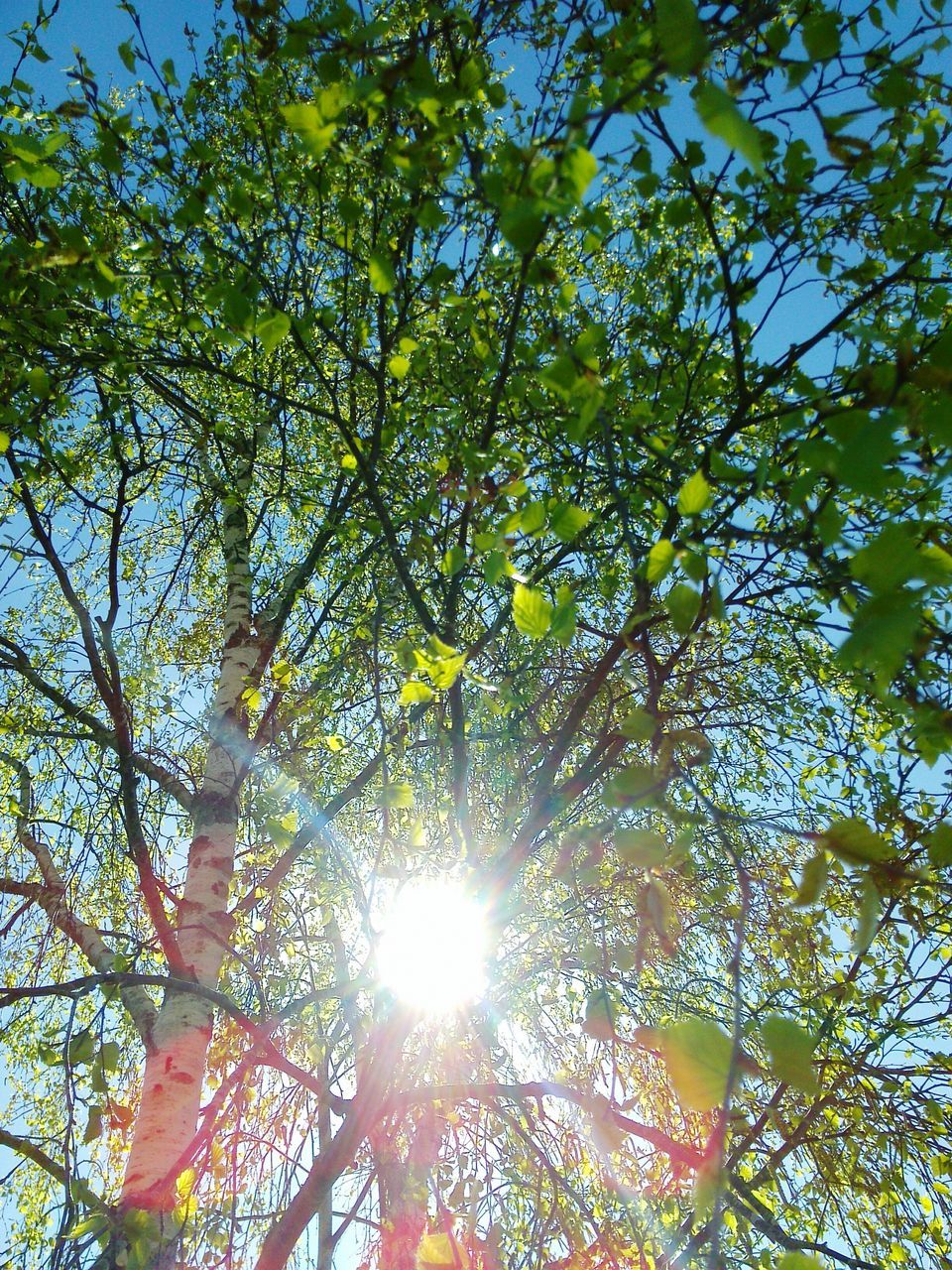 tree, low angle view, sun, sunlight, growth, sunbeam, branch, lens flare, nature, beauty in nature, tranquility, sky, bright, sunny, yellow, day, outdoors, back lit, no people, leaf