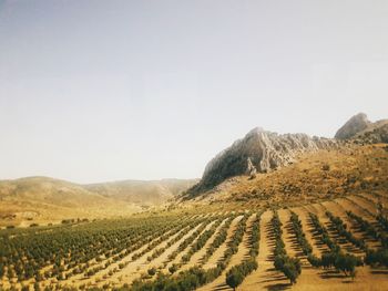 Scenic view of field against clear sky, olives field