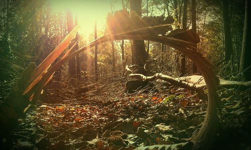 Sun shining through trees