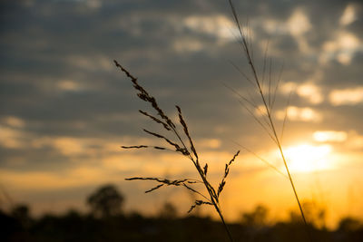 Close-up of silhouette plants against sunset sky