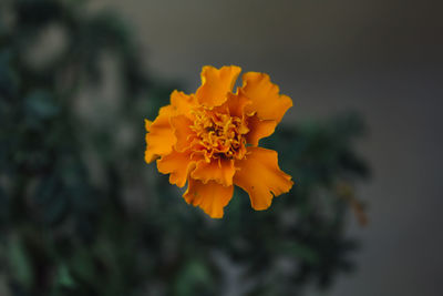 Close-up of yellow flower