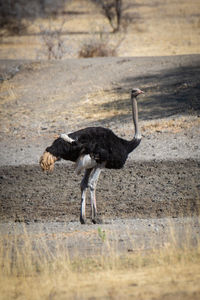 Male common ostrich stands by muddy waterhole