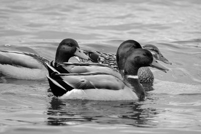 Close-up of duck swimming in lake