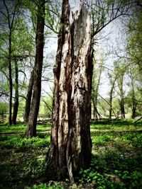 Trees in forest