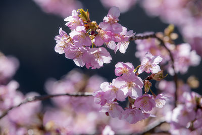 Kawazu cherry blossoms blooming in early spring in toyamago, nagano, japan.