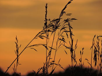 Close-up of silhouette plants against orange sunset sky