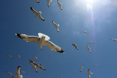 Seagulls flying against sky