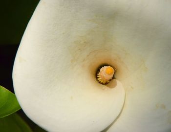 Close-up of white flowers