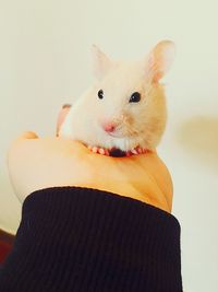 Close-up of hand holding kitten