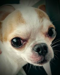 Close-up portrait of dog