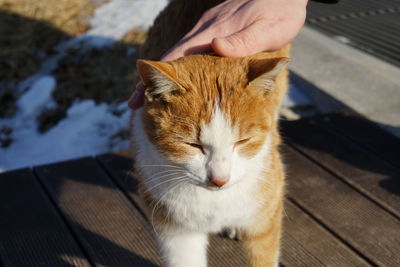 Close-up of ginger cat sitting on hand