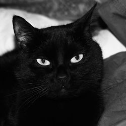 Close-up portrait of cat