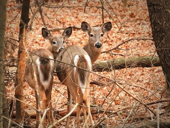 Portrait of deer in the forest