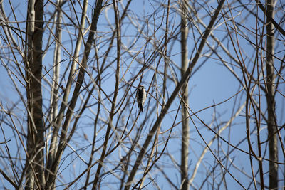 Low angle view of bird perching on bare tree