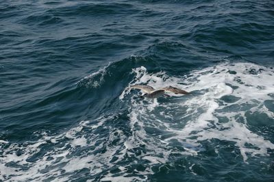 High angle view of swimming in sea