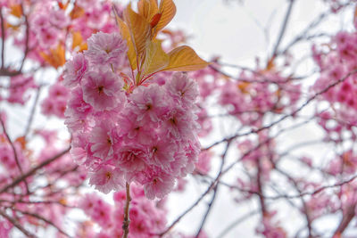 Close-up of pink cherry blossom