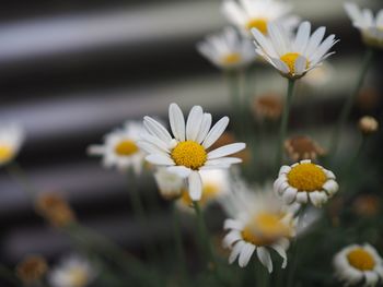 Close-up of white daisy flowers