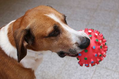 Close-up of dog looking away