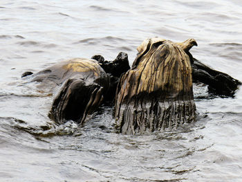 Driftwood on beach