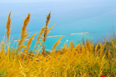 Close-up of plants on field against sky