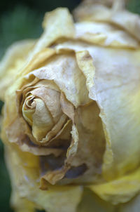 Close-up of ice cream