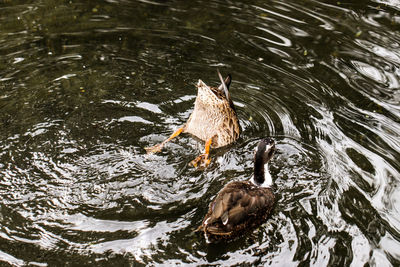 High angle view of bird swimming in lake