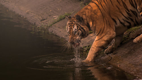 Tiger drinking water