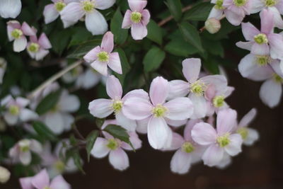 Close-up of white flowering plant in park
