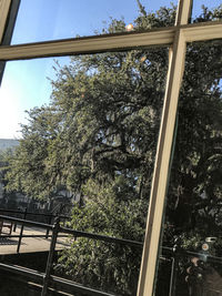 Low angle view of trees seen through window