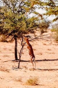 Gazelle under a tree