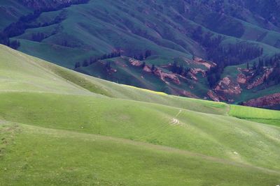 Scenic view of agricultural field