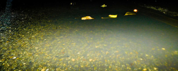 Illuminated trees at night