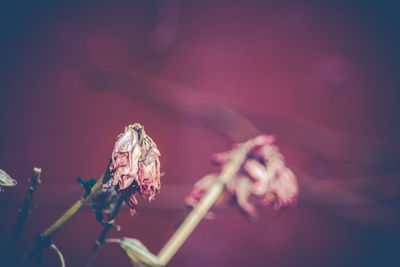 Close-up of insect on flower